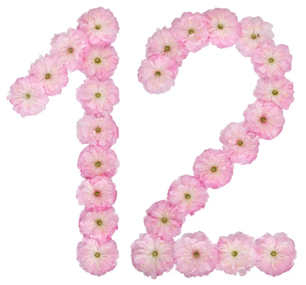 Numeral Tolv Frã Naturliga Rosa Blommor Mandel Trã Isolerade Vit — Stockfoto
