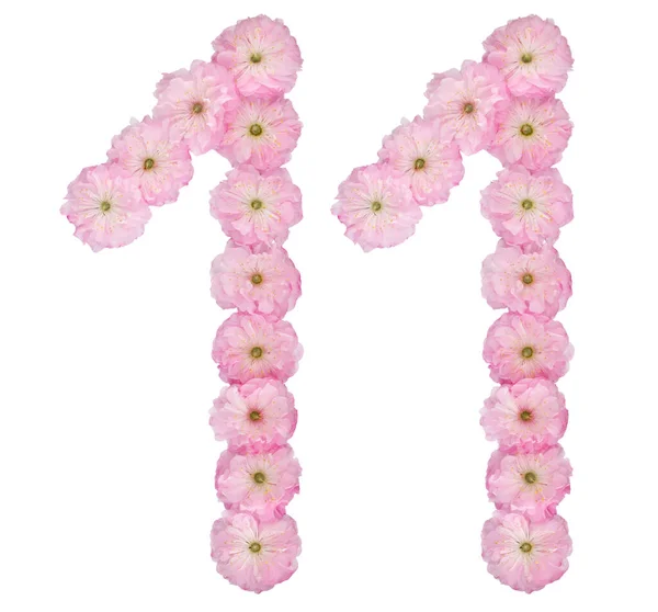 Numerale Undici Fiori Rosa Naturali Mandorlo Isolati Sfondo Bianco — Foto Stock