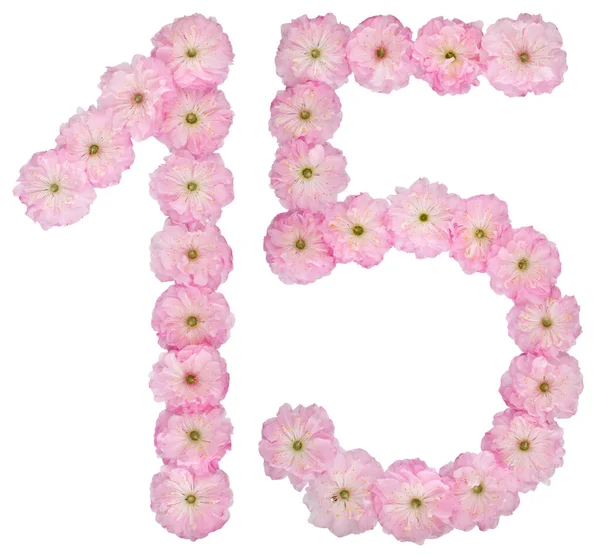 Numerale Quindici Fiori Rosa Naturale Mandorlo Isolato Sfondo Bianco — Foto Stock