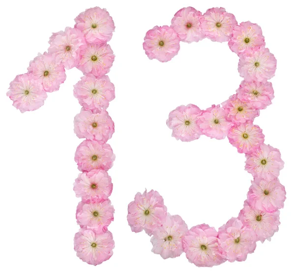 Numerale Tredici Fiori Rosa Naturali Mandorlo Isolati Sfondo Bianco — Foto Stock