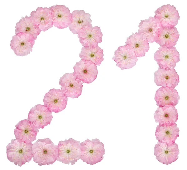 Numerale Ventuno Fiori Rosa Naturali Mandorlo Isolati Sfondo Bianco — Foto Stock