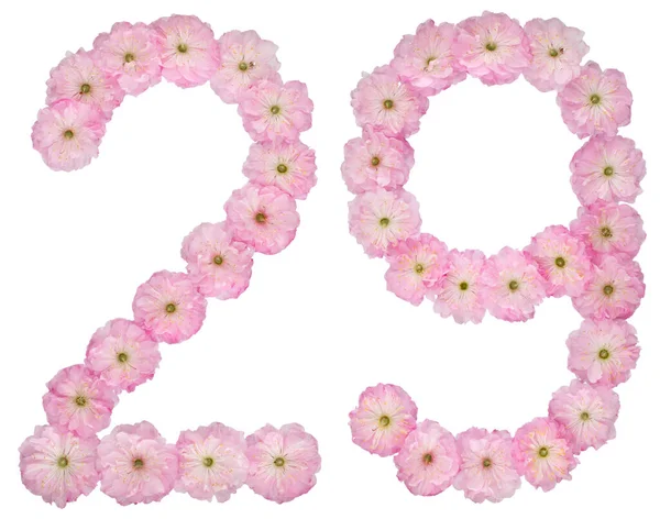 Numeral Tjugonio Från Naturliga Rosa Blommor Mandelträd Isolerade Vit Bakgrund — Stockfoto