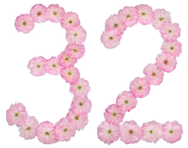 Numeral Thirty Two Natural Pink Flowers Almond Tree Isolated White — Stock Photo, Image