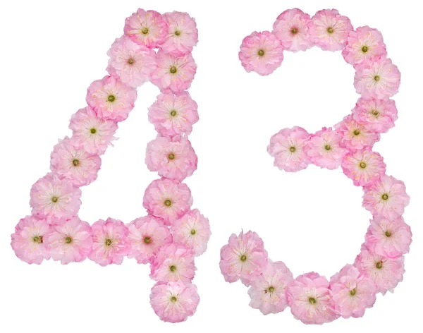 Ziffer Dreiundvierzig Aus Natürlichen Rosafarbenen Mandelblüten Isoliert Auf Weißem Hintergrund — Stockfoto