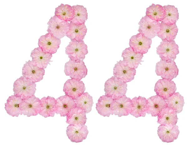 Nummer Vierenveertig Van Natuurlijke Roze Bloemen Van Amandelboom Geïsoleerd Witte — Stockfoto