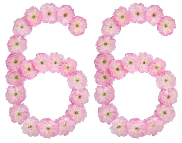 Nummer Zesenzestig Van Natuurlijke Roze Bloemen Van Amandelboom Geïsoleerd Witte — Stockfoto