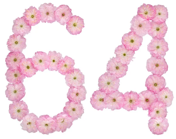 Numeral Sesenta Cuatro Flores Rosadas Naturales Almendro Aisladas Sobre Fondo — Foto de Stock