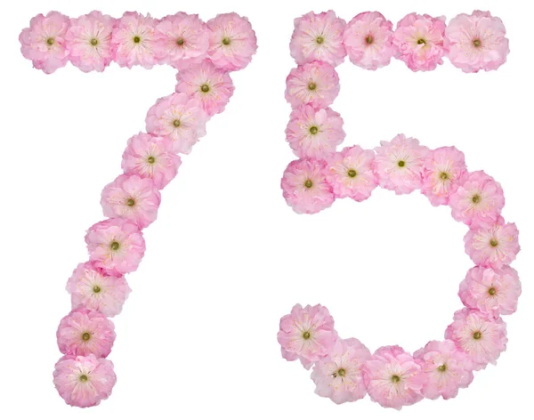 Nummer Vijfenzeventig Van Natuurlijke Roze Bloemen Van Amandelboom Geïsoleerd Witte — Stockfoto