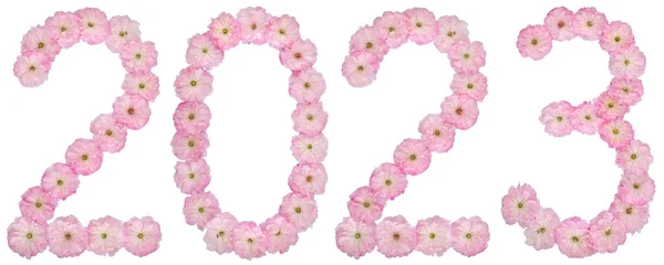 Надпись 2023 Натуральных Розовых Цветов Миндального Дерева Изолированные Белом Фоне — стоковое фото