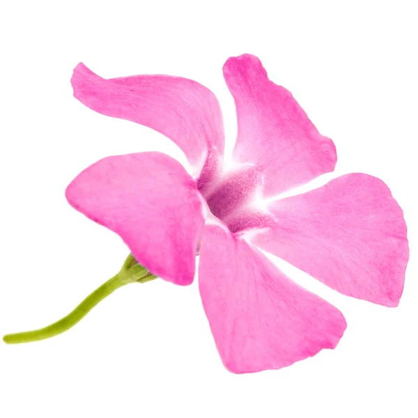 Ροζ Λουλούδι Περίγουινκλ Λατ Vinca Απομονωμένη Λευκό Φόντο — Φωτογραφία Αρχείου