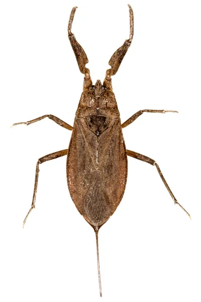 Käfer Insekt Isoliert Auf Weißem Untergrund — Stockfoto