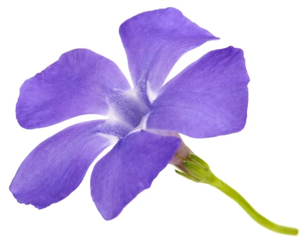 Γαλάζιο Λουλούδι Λατ Vinca Απομονωμένη Λευκό Φόντο — Φωτογραφία Αρχείου