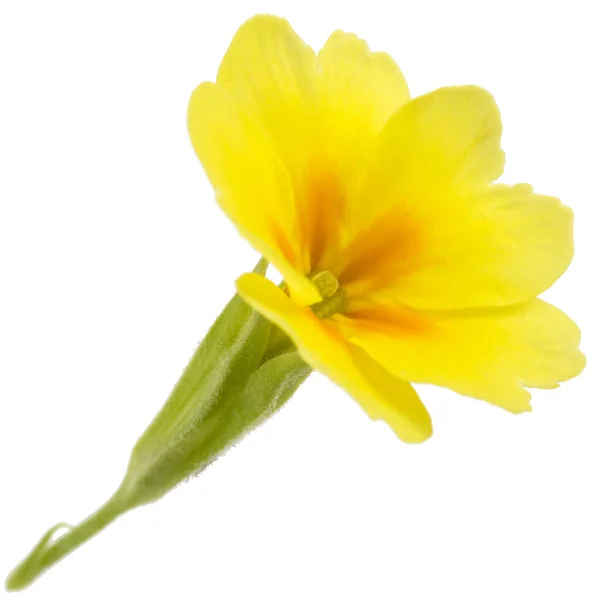 Gele Bloem Van Primrose Geïsoleerd Witte Achtergrond — Stockfoto