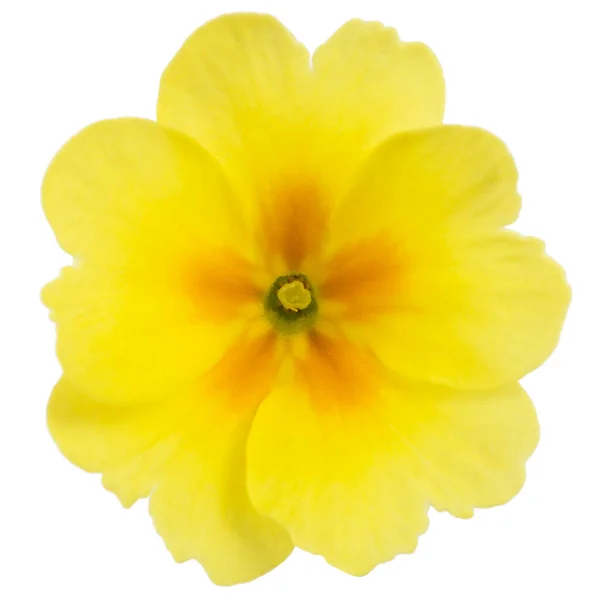 Gele Bloem Van Primrose Geïsoleerd Witte Achtergrond — Stockfoto