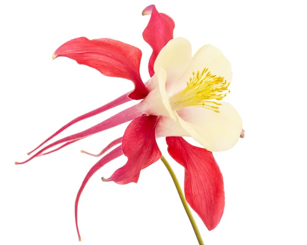Vörös Virág Aquilegia Virágzik Vízgyűjtő Közelkép Elszigetelt Fehér Alapon — Stock Fotó