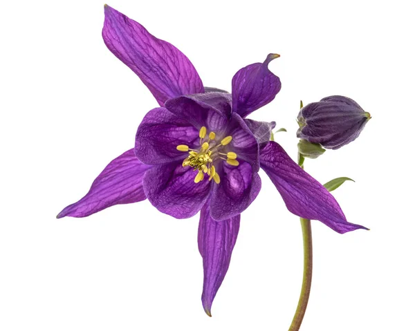 Aquilegia Lila Virága Vízgyűjtő Közelségének Virágzása Elszigetelve Fehér Háttértől — Stock Fotó