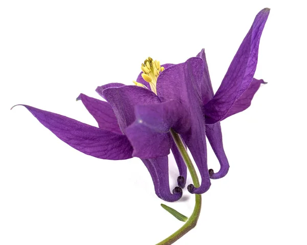 Violette Blume Der Aquilegia Blüte Des Einzugsgebiets Nahaufnahme Isoliert Auf — Stockfoto