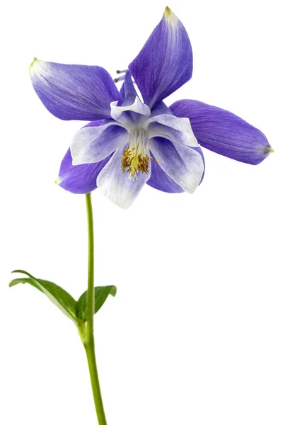 Aquilegia Lila Virága Vízgyűjtő Közelségének Virágzása Elszigetelve Fehér Háttértől — Stock Fotó