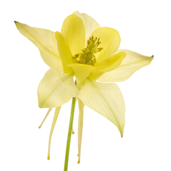 Жовта Квітка Аквілеїв Цвітіння Водозбору Крупним Планом Ізольована Білому Тлі — стокове фото