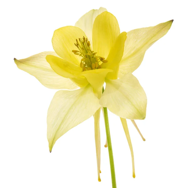 Sárga Virág Aquilegia Virágzik Vízgyűjtő Közelkép Elszigetelt Fehér Alapon — Stock Fotó