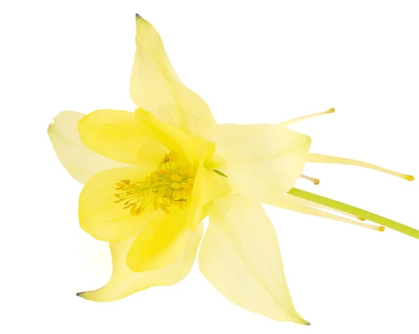 Yellow Flower Aquilegia Blossom Catchment Close Seup Isolated White Background — стоковое фото