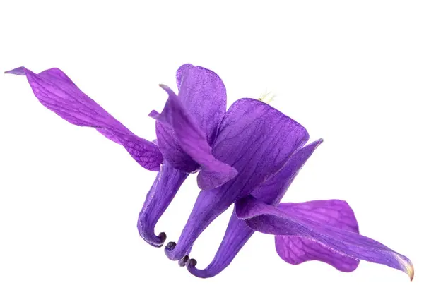 Violette Bloem Van Aquilegium Bloesem Van Het Stroomgebied Close Geïsoleerd — Stockfoto