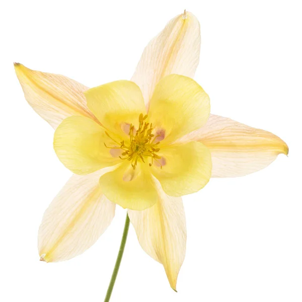 Sárga Krém Virág Aquilegia Virágzik Vízgyűjtő Közelkép Elszigetelt Fehér Háttér — Stock Fotó