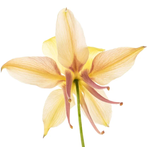 Žlutý Krém Květina Aquilegia Květ Povodí Detailní Záběr Izolované Bílém — Stock fotografie