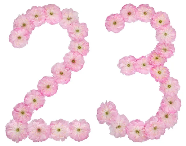 Numeral Twenty Three Natural Pink Flowers Almond Tree Isolated White — Stock Photo, Image