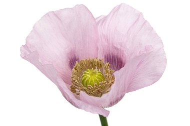 Gül haşhaşı çiçeği, lattır. Papaver, beyaz arkaplanda izole