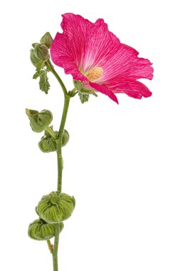 Beyaz arka planda izole edilmiş kırmızı mallow çiçeği