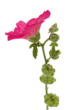 Beyaz arka planda izole edilmiş kırmızı mallow çiçeği