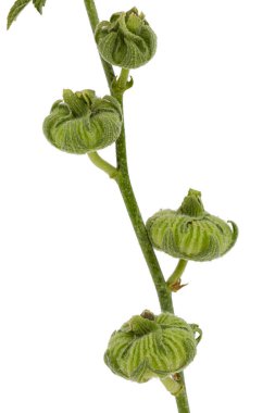 Beyaz arkaplanda izole edilmiş mallow tomurcukları