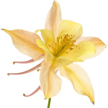 Aquilegia 'nın sarı kremalı çiçeği, Yakından çekilen çiçek, beyaz sırtüstü izole edilmiş