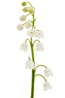 Beyaz çiçekli vadi zambağı, Lat. Convallaria majalis, beyaz üzerine izole edilmiş. 