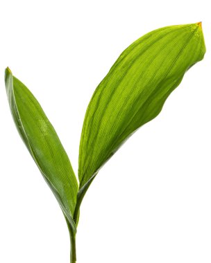 Vadinin yeşil yaprağı, beyaz üzerine izole edilmiş 