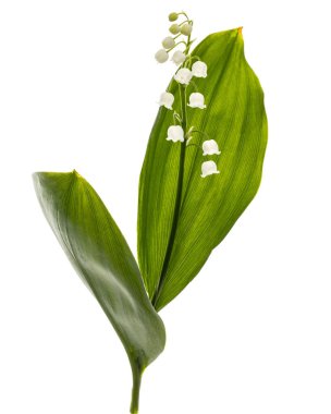 Beyaz çiçekli vadi zambağı, Lat. Convallaria majalis, beyaz üzerine izole edilmiş. 