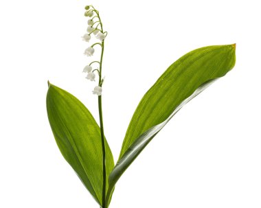 Beyaz çiçekli vadi zambağı, Lat. Convallaria majalis, beyaz üzerine izole edilmiş. 