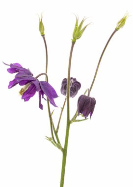 Aquilegia 'nın mor çiçeği, Yaklaşma çiçeği, yakın plan, beyaz arka grubunda izole