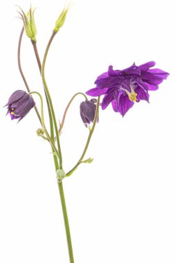 Aquilegia 'nın mor çiçeği, Yaklaşma çiçeği, yakın plan, beyaz arka grubunda izole