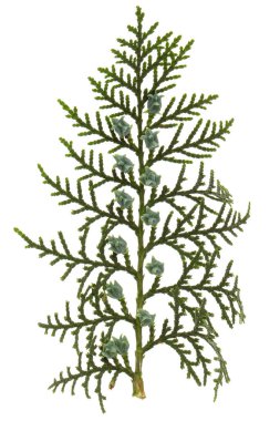 Beyaz arka planda yeşil arborvitae dalı, beyaz grupta izole edilmiş thuja dalı.