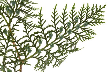 Beyaz arka planda yeşil arborvitae dalı, beyaz grupta izole edilmiş thuja dalı.