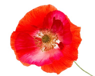 Kırmızı haşhaş çiçeği, lat. Papaver, beyaz arkaplanda izole