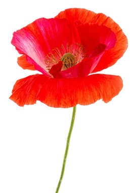 Kırmızı haşhaş çiçeği, lat. Papaver, beyaz arkaplanda izole