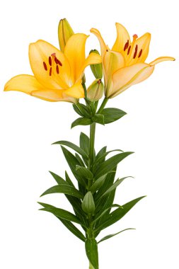 Sarı zambak çiçeği, beyaz arkaplanda izole edilmiş.