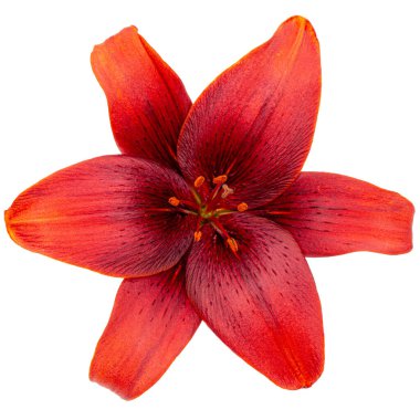 Koyu kırmızı zambak çiçeği, beyaz arkaplanda izole edilmiş.