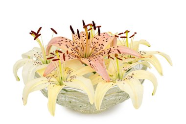 Zambak çiçekleri geniş cam bir vazoda, izole edilmiş beyaz bir sırtüstü