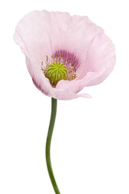 Gül haşhaşı çiçeği, lattır. Papaver, beyaz arkaplanda izole