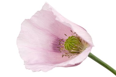 Gül haşhaşı çiçeği, lattır. Papaver, beyaz arkaplanda izole