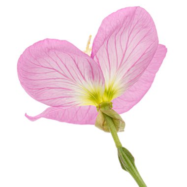 Pembe Akşam Çiçeği, lattır. Oenothera, beyaz arka planda izole